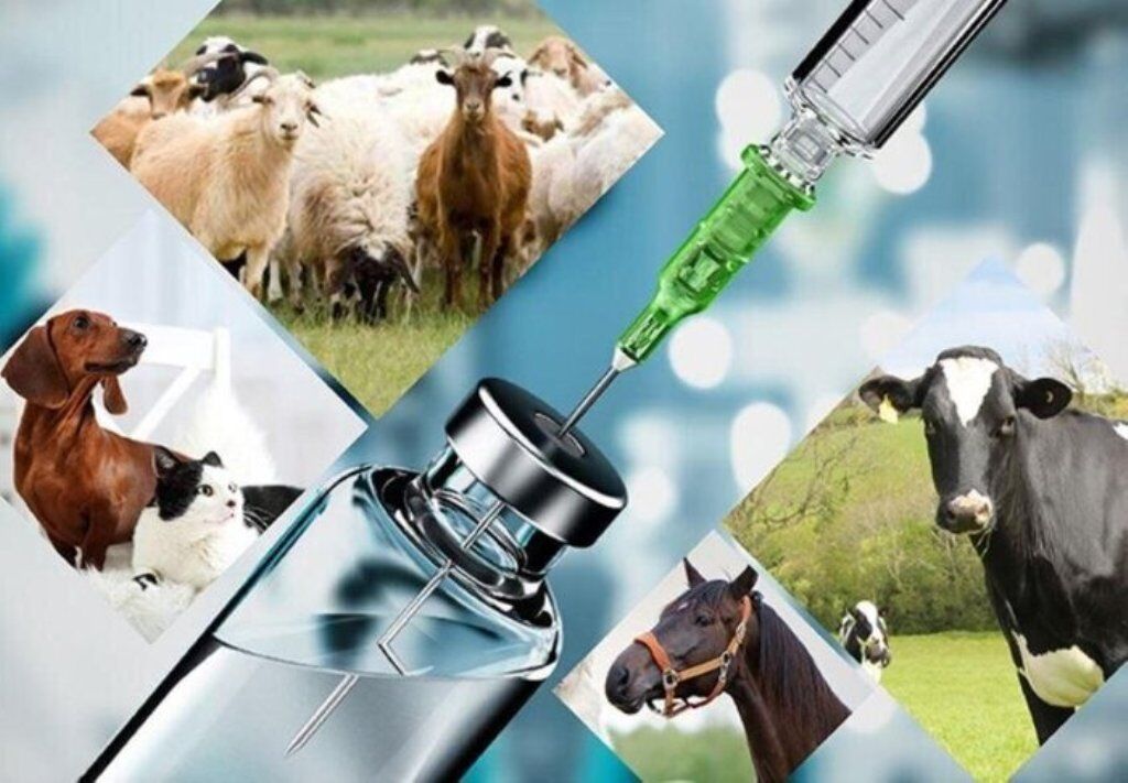 روز دامپزشکی؛ البرز پیشگام در تولید داروهای دامی