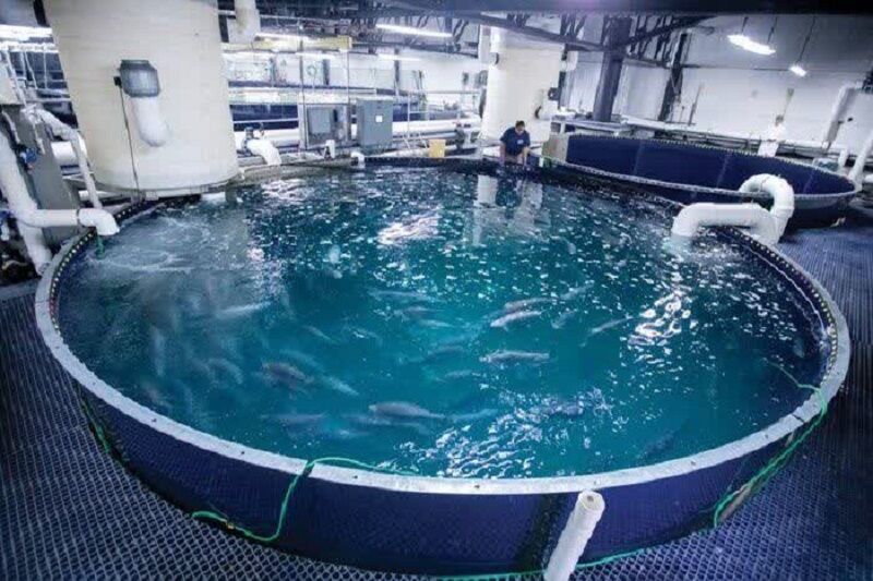 رشد ۲۰ درصدی تولید ماهی قزلآلا در آذربایجان شرقی؛ جهش آبزیپروری و اشتغالزایی در استان