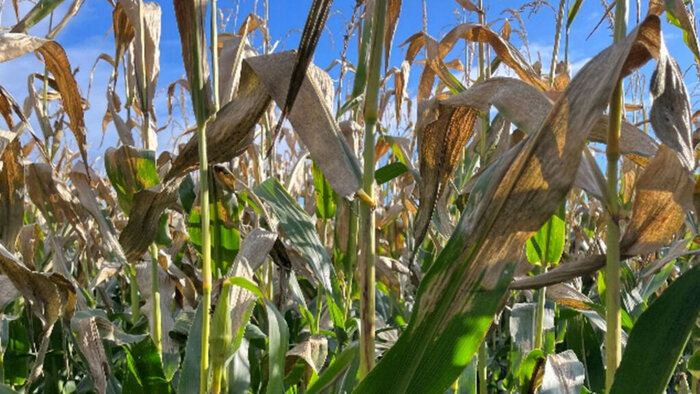 سرمای زودرس ؛ خسارتی برای ذرت‌کاران چهارمحال و بختیاری