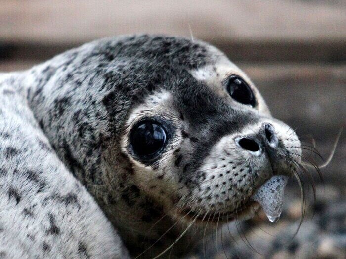 کشف لاشه یک فوک خزری در ساحل ساری؛ شمار تلفات به ۴۶ قلاده رسید