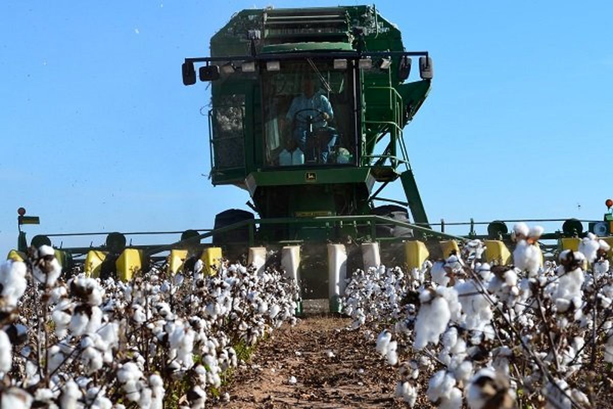 بازگشت دوباره پنبه به گلستان؛ آغاز احیای طلای سفید ایران