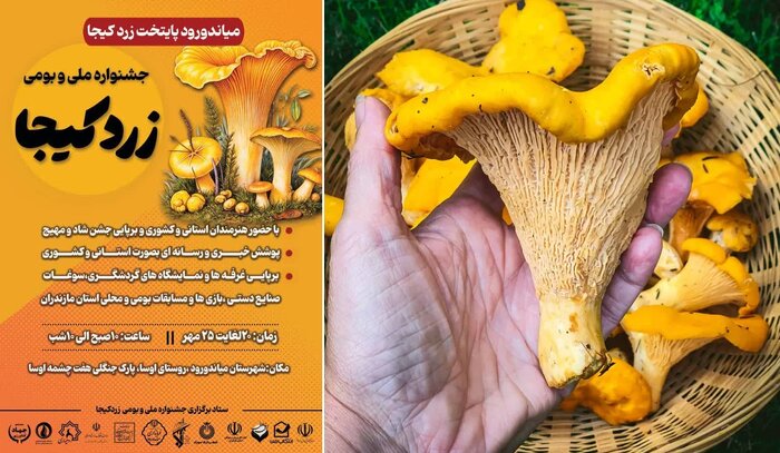 گردهمایی برای «زردِ کیجا»؛ فرصت‌سازی از هدیه پروتیینی هیرکانی در میاندورود