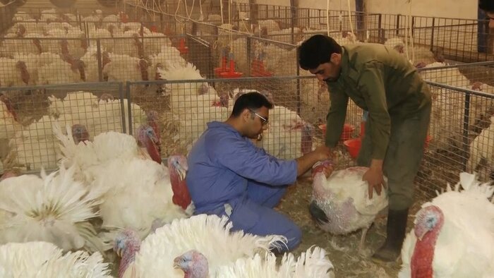 جایگاه برتر زنجان در پرورش و تامین گوشت بوقلمون کشور