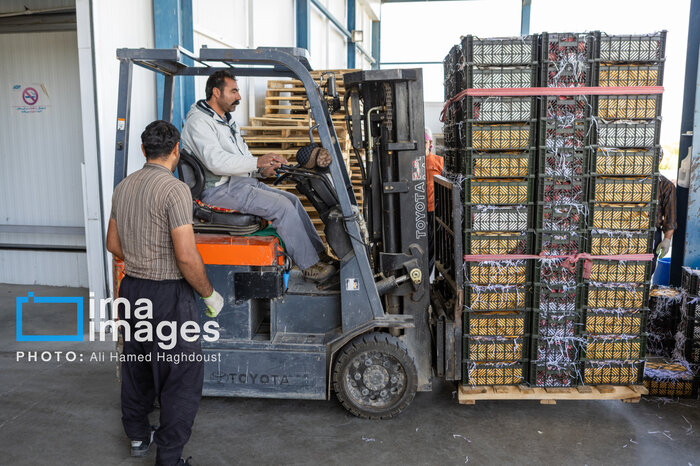 سیب مراغه؛ محصولی از اصالت و طراوت سهند