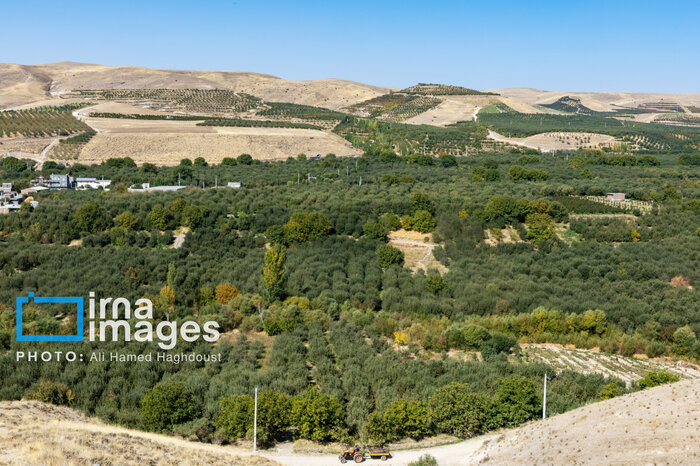 سیب مراغه؛ محصولی از اصالت و طراوت سهند