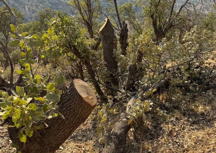 قصابی بلوط‌ها؛ زخم‌های غفلت بر تَن زاگرس