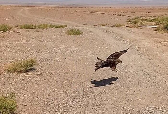 پرنده شکاری کمیاب ۸۰ میلیارد ریالی به طبیعت مازندران بازگردانده شد