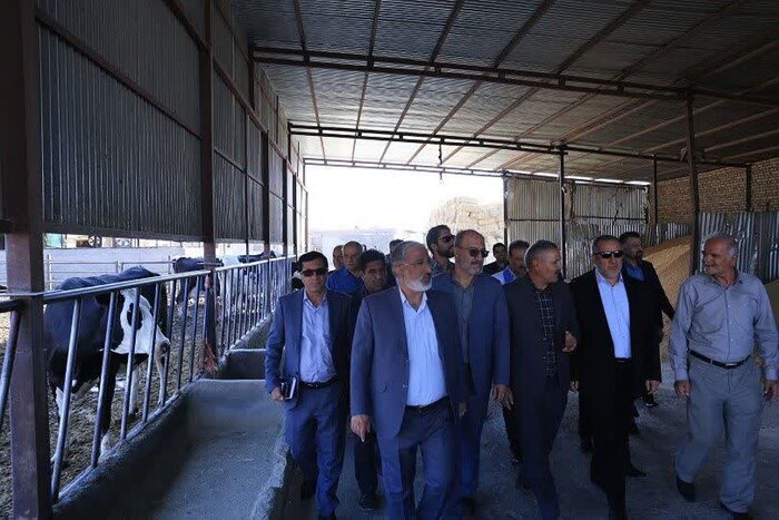 استاندار خراسان جنوبی: تأمین نهادههای دامی از اولویتهای استان است