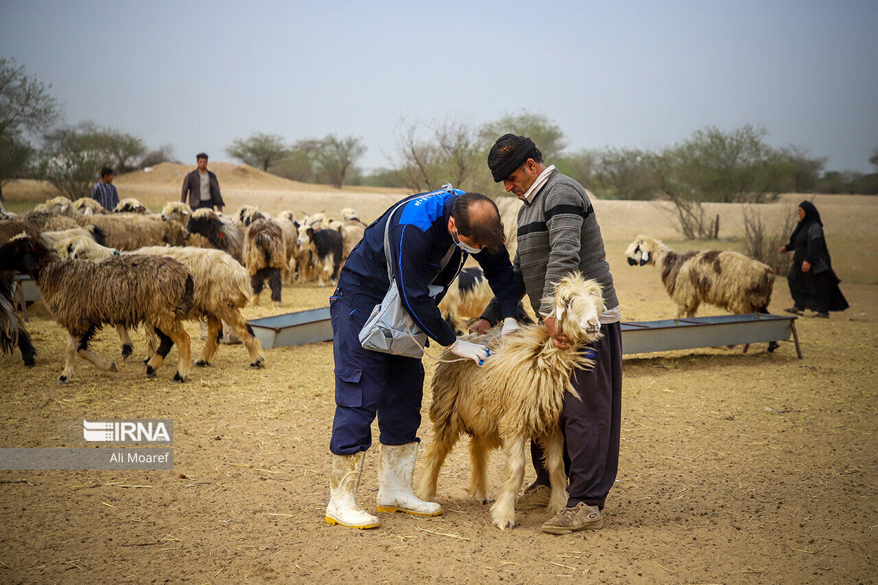 ۹۰۰ هزار راس دام سالانه در خاش واکسینه می‌شوند
