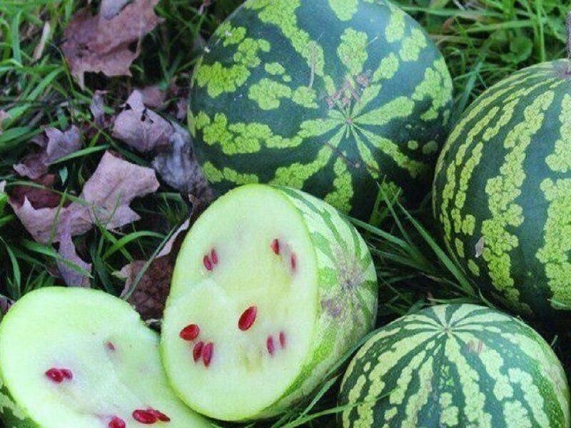 برداشت هندوانه تخمه آجیلی در شهرستان میان جلگه آغاز شد