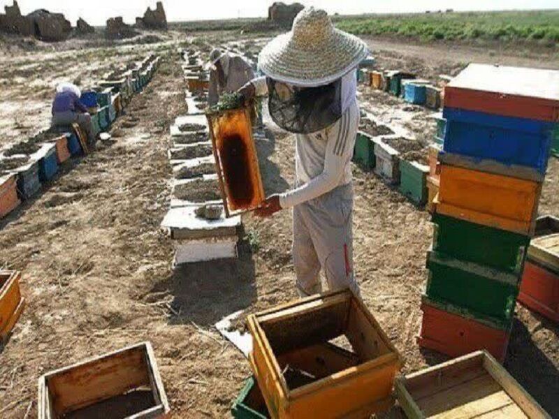 تولید عسل در جوین خراسان رضوی ۳۰ درصد کاهش یافت