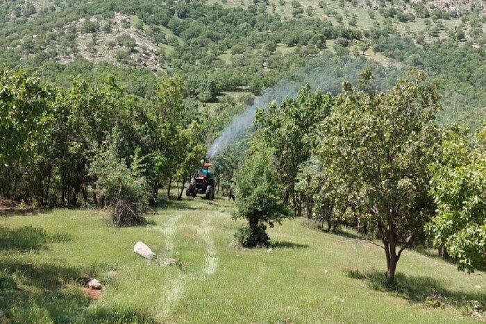 «شوکه»؛ شوکران جنگل بلوط