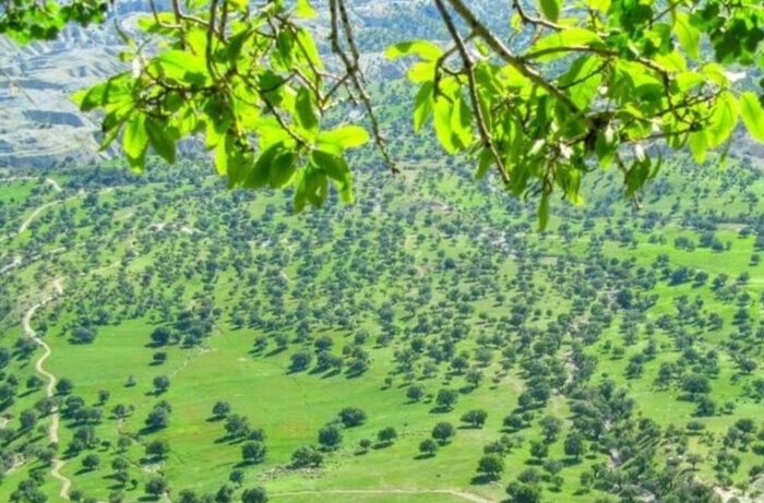 «شوکه»؛ شوکران جنگل بلوط