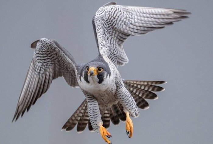 دستگیری اعضای باند معروف قاچاق پرندگان شکاری در بوشهر