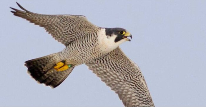 دستگیری اعضای باند معروف قاچاق پرندگان شکاری در بوشهر