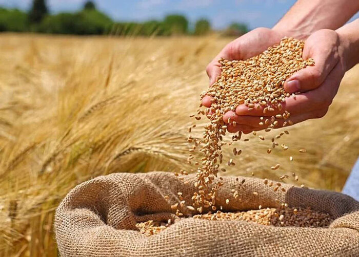 مطالبات گندمکاران مازندرانی به طور کامل برطرف شد