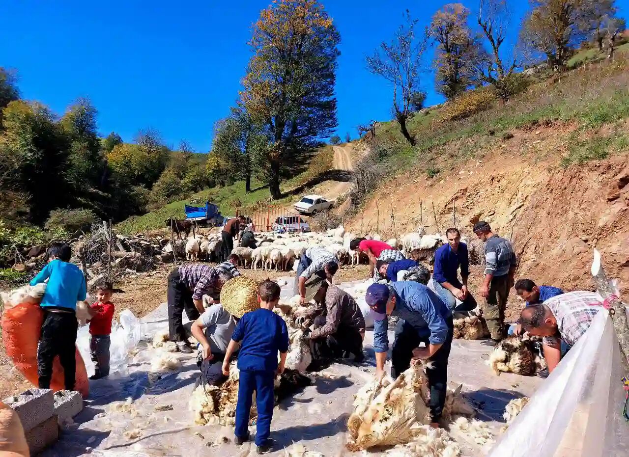 فیلم| پشم‌چینی پائیزه در روستای سیفه ژیه در غرب گیلان
