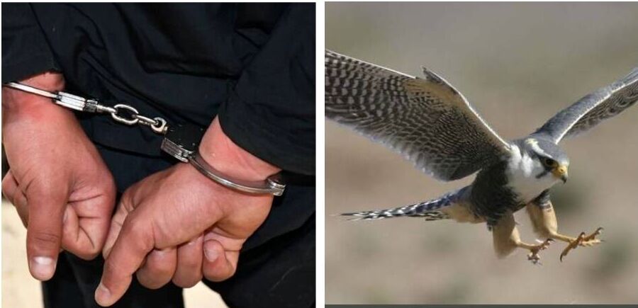 دستگیری اعضای باند معروف قاچاق پرندگان شکاری در بوشهر دستگیری اعضای باند معروف قاچاق پرندگان شکاری در بوشهر