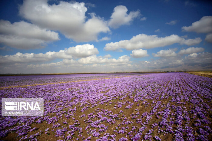 رستاخیز طلای سرخ در دشت های خراسان شمالی