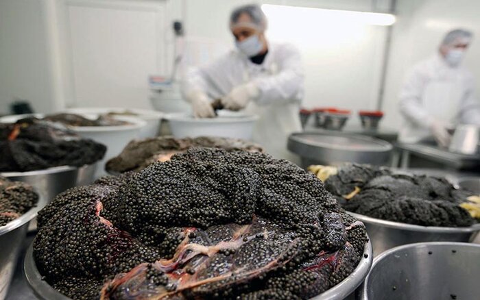 خاویار، پیشران اقتصاد دریاپایه گیلان