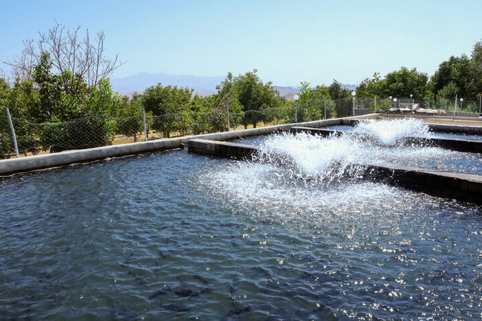 خاویار، پیشران اقتصاد دریاپایه گیلان