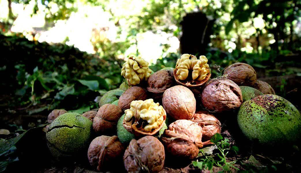 سرمازدگی؛ تولید گردوی ملایر را ۴۳ درصد کاهش داد