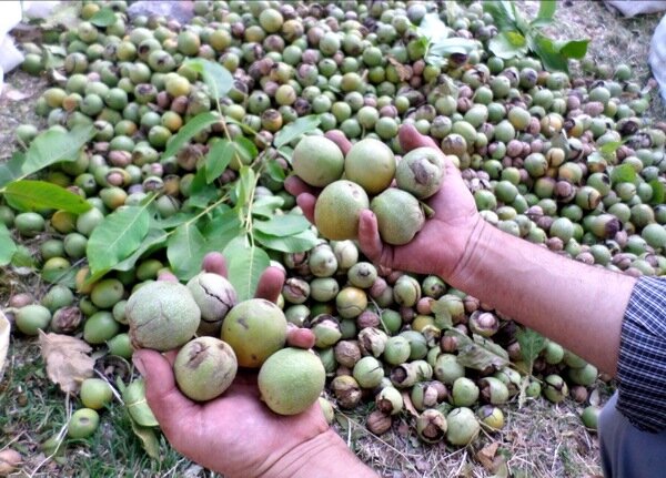 گردوی فارس ثمره ای برای مغز و اقتصاد؛ ثبت برداشت ۱۴ هزار تنی