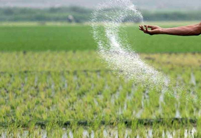 لزوم استفاده صحیح از کودهای پایه در خاک‌های آهکی خوزستان