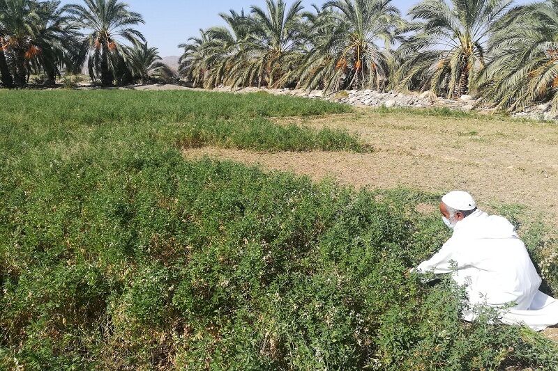 ایرانشهر، نیازمند گسترش صنایع تبدیلی برای توسعه پایدار در بخش کشاورزی