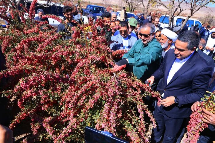 استاندار: زرشک خراسان جنوبی با توسعه صنایع فرآوری به ارزش افزوده میرسد