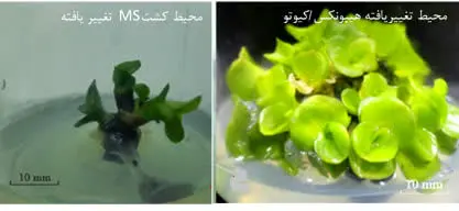 تکثیر انبوه ارکیده فالانوپسیس با روش نوین محققان دانشگاه تهران