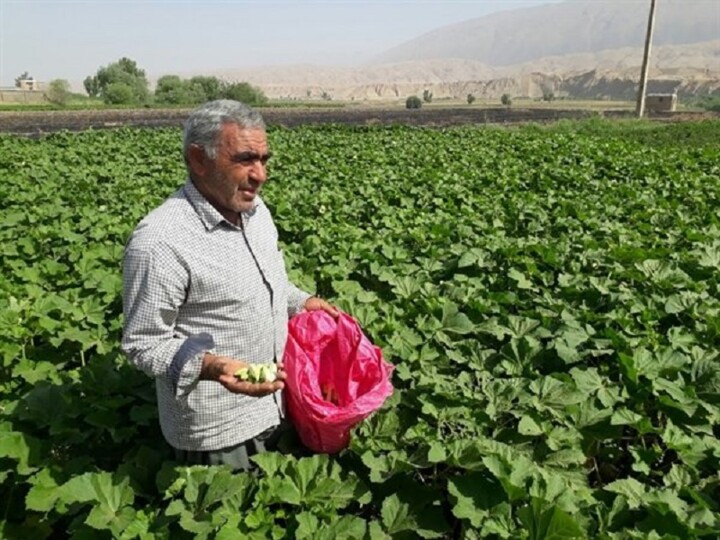 فصل کار و کوشش در درهشهر/ برداشت ۱۶ هزار تُن محصول پاییزه