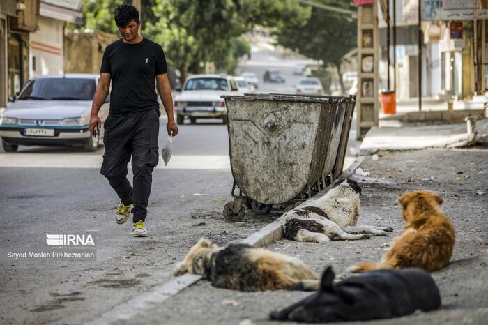 آغاز همکاری‌های علمی برای ساماندهی جمعیت سگ‌ها و موش‌های پایتخت