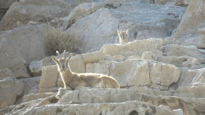 نفس‌های «کلاه قاضی» در تنگنای معدن و جاده + فیلم