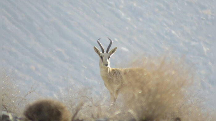 نفس‌های «کلاه قاضی» در تنگنای معدن و جاده + فیلم