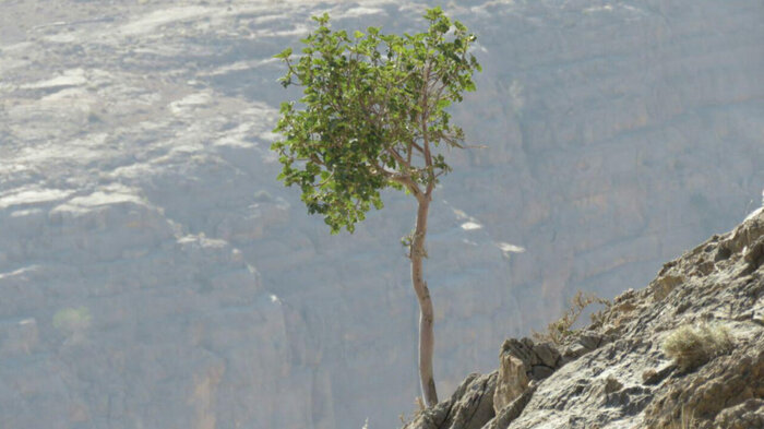 نفس‌های «کلاه قاضی» در تنگنای معدن و جاده + فیلم