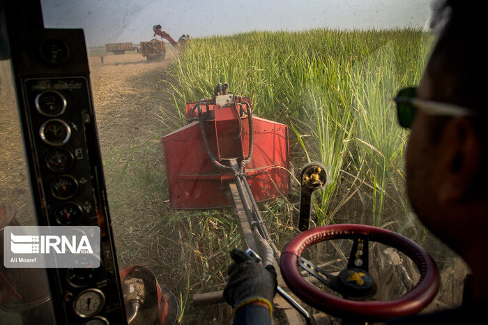 نیشکر؛ محرک توسعه پایدار در خوزستان با اشتغال ۲۶ هزار نفری