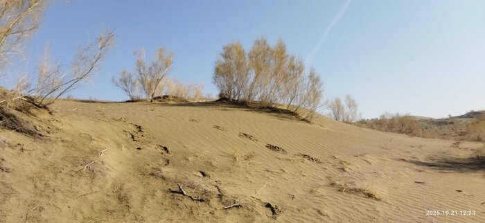 مدل شینجیانگ چین؛ الگویی الهامبخش برای ایران در نبرد با بیابانزایی