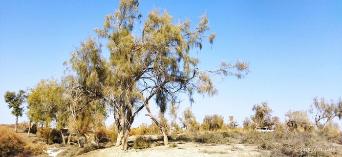 مدل شینجیانگ چین؛ الگویی الهامبخش برای ایران در نبرد با بیابانزایی