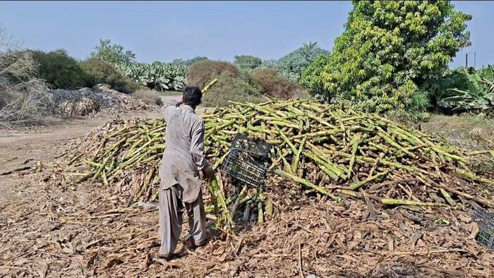 تبدیل تهدید به فرصت با بازیافت ضایعات موز در شهرستان زرآباد