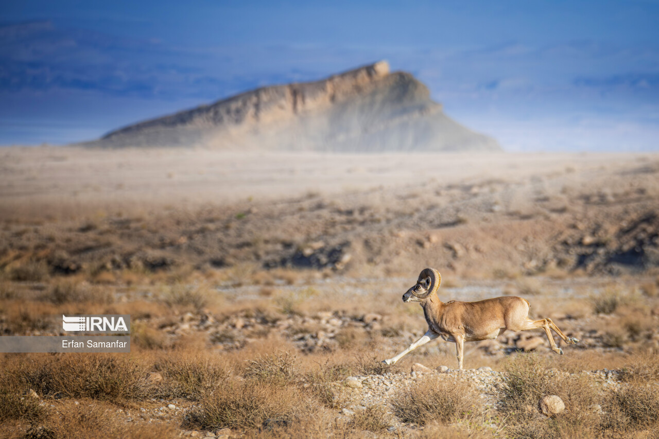 حیاتوحش در کش و قوس خشکسالی/ فعلا خبری از باران نیست
