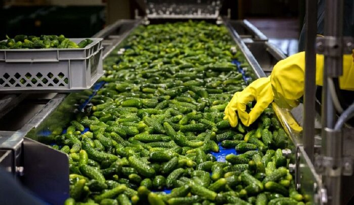 نبرد با تحریم و کاغذبازی، روایت کارافرین ملایری از مسیر سخت تولید تا صادرات