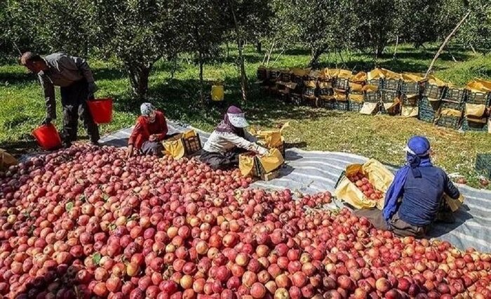 سیب نهاوند در محاصره چالشها؛ چرا سود به جیب باغدار نمیرسد؟
