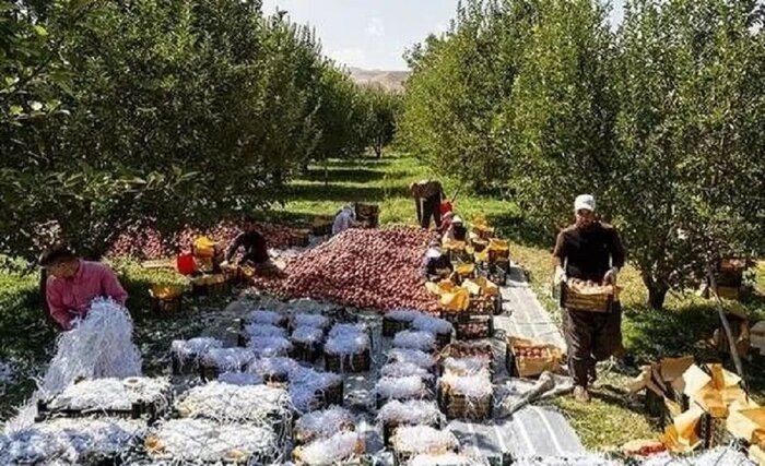 سیب نهاوند در محاصره چالش‌ها؛ چرا سود به جیب باغدار نمی‌رسد؟