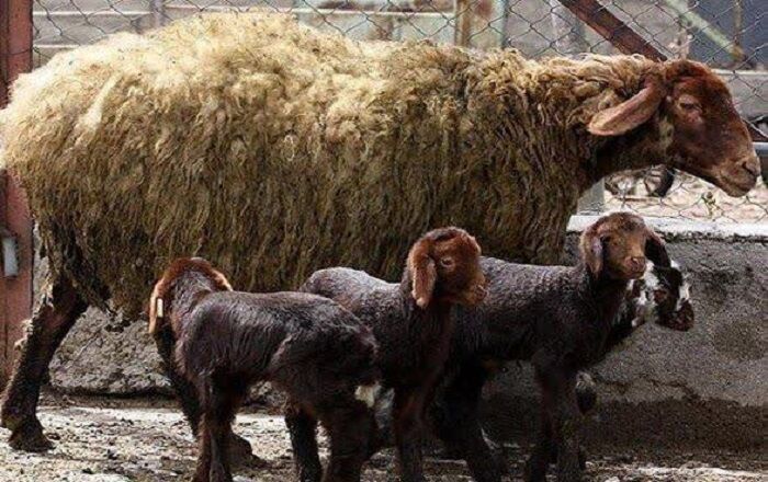 چندقلوزایی و افزایش وزن دام با پرتودهی هسته ای در آذربایجان شرقی