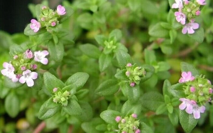 کشت بافت دانش بنیان فارسی؛ نسخه حیات کشاورزی در سالهای خشکسالی