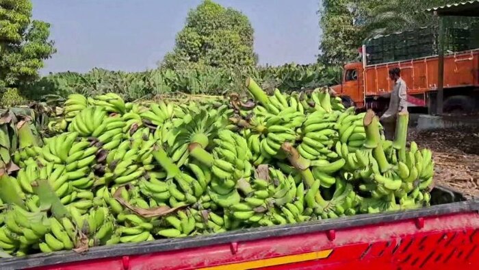 بازیافت ضایعات موز با طرحی دانش‌بنیان، گامی بلند در مسیر توسعه سواحل مکران