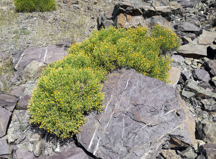 تهدید بقای حیات وحش ایرانشهر درپی خشکسالی؛ از تثبیت شنهای روان تا مالچپاشی