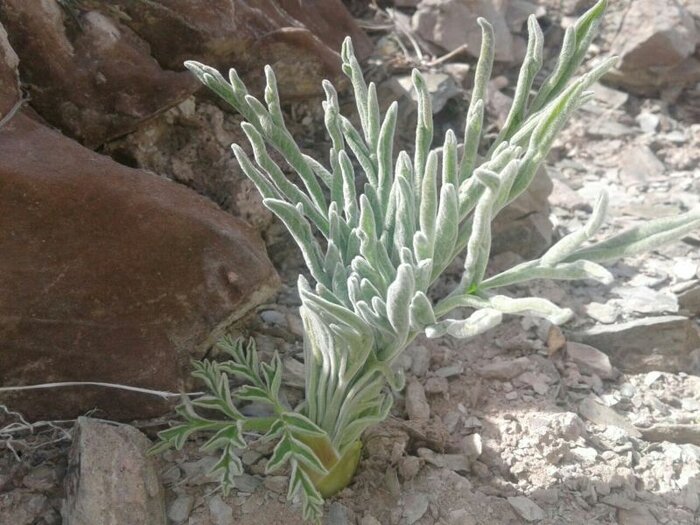 از خاک تا بازار؛ ظرفیتهای گیاهان دارویی خاش برای توسعه روستایی