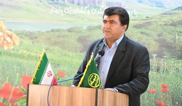 گردوی مرغوب عجب شیر، گرفتار خام فروشی